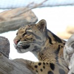 OIA Zoo-leopard.cropped