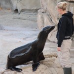 OIA Zoo-seal_cropped